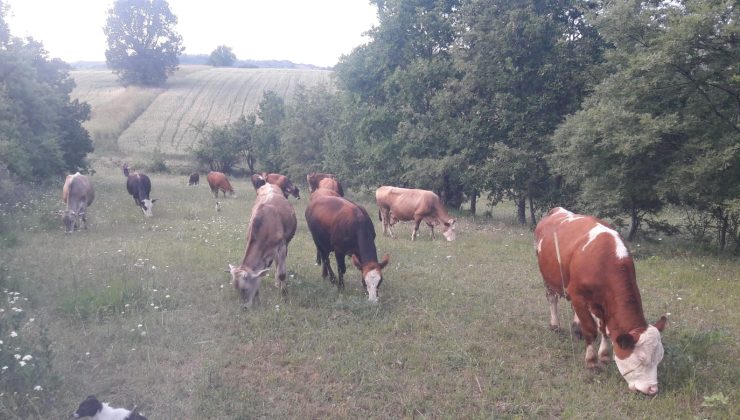 PAZARYERİ’NDE ŞAP ALARMI!HAYVAN GİRİŞ-ÇIKIŞLARI YASAKLANDI, CEZAİ İŞLEM UYARISI YAPILDI