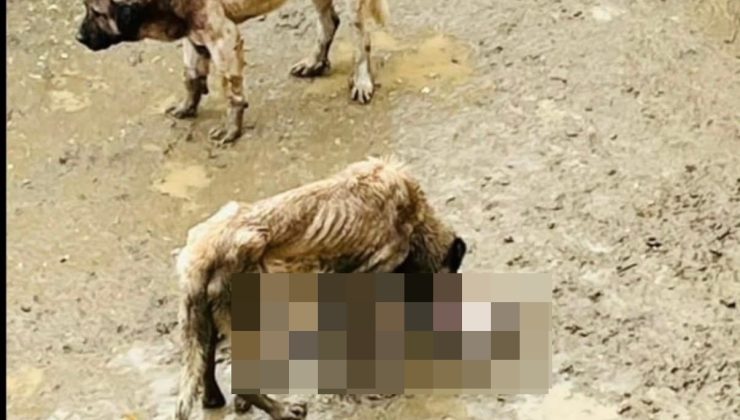 Bilecik’ten vicdanları sızlatan görüntüler! Valilikten açıklama geldi