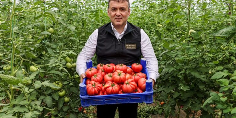 ÖRTÜ ALTI DOMATES HASADI BAŞLADI